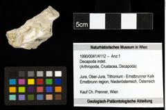 Foto (Objekt + Etiketten) von Decapoda indet. 